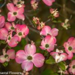 oregon coastal flowers