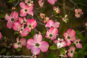 oregon coastal flowers