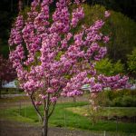 cherry trees on the oregon coast