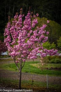 cherry trees on the oregon coast