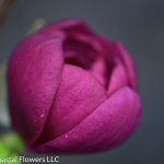 magnolia flowers