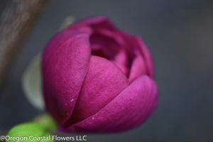 magnolia flowers