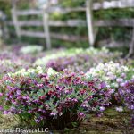 oregon coastal flowers