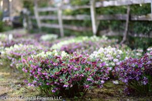 oregon coastal flowers