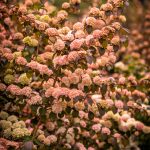 pink snowball viburnum