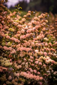 pink snowball viburnum