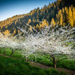 plum branches