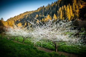 plum branches
