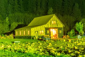 pumpkin patch's on the oregon coast