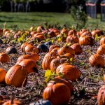 pumpkin patch's on the oregon coast