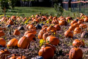 pumpkin patch's on the oregon coast