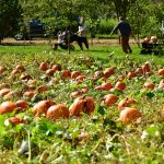 kilchis river pumpkin patch