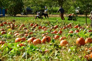 kilchis river pumpkin patch