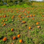 kilchis river pumpkin patch