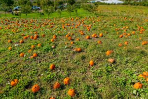 kilchis river pumpkin patch