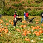hydrangea ranch events