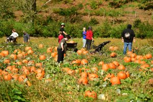hydrangea ranch events