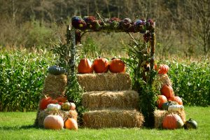 hydrangea ranch events