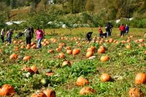kilchis river pumpkin patch