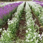 white lunaria