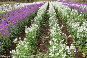 white lunaria