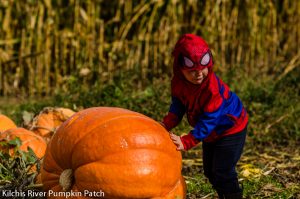 pumpkin patches in oregon 