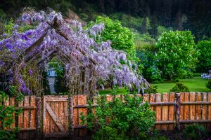 wisteria