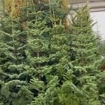 christmas tree for sale in oregon